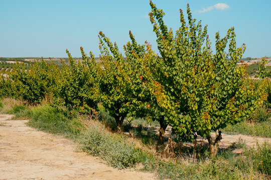 orchard of apricot trees in Seros, Catalonia, Spain