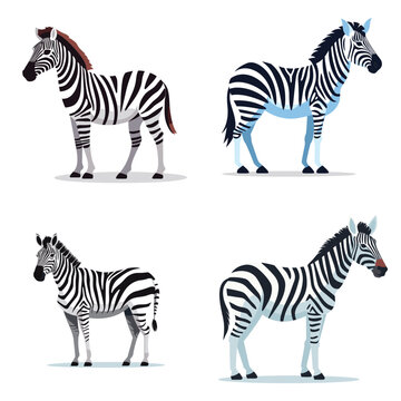 zebra vector illustration
