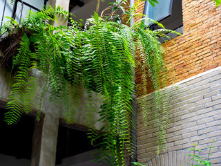 Boston fern plant (Nephrolepis exaltata Bostoniensis) hanging on balcony upstairs on concrete wall...