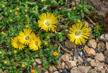 Hardy yellow  Ice Plant (Delosperma cooperi, Mesembryanthemum cooperi), flower, native to Africa