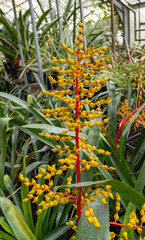 Aechmea fulgens, the coralberry, is a bromeliad from Brazil (Bahia and Pernambuco)