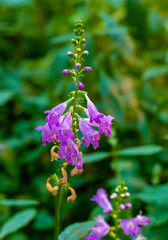 Physostegia virginiana, obedient plant, pianta obbediente
