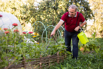 Mature man applying insecticide on vegetables in backyard garden
