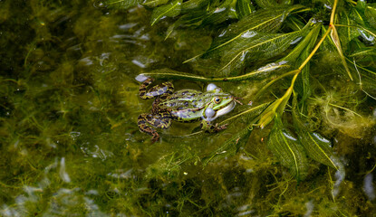  Edible frog, Pelophylax esculentus, Lower Saxony, Germany, Europe