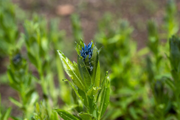 Amsonia tabernaemontana (Apocynaceae), the eastern bluestar, is a North American species.