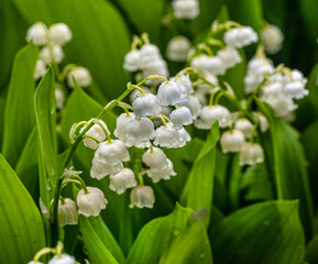 Lily of the valley flowers on green background. Convallaria majalis.