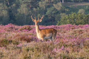 A large single fallow deer standing in heather lit by early morning sun with trees and bushes...