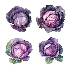  Cabbage watercolor paint