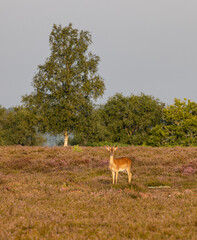 A single young deer standing in amongst heather some of which is flowering purple with a burred back ground of trees and bushes and grey sky all in the New Forest, Hampshire, UK