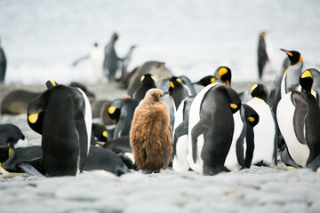 group of king penguins