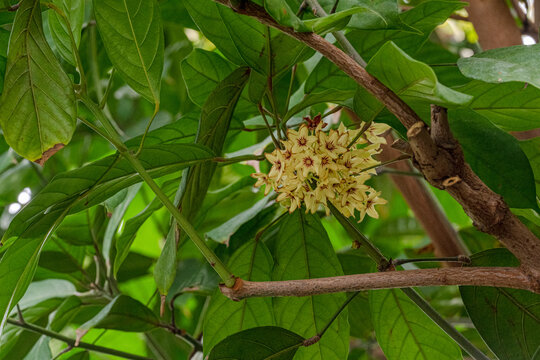 Cola tree, Cola acuminata. All colas come from sub-Saharan Africa (Central Africa, West Africa)