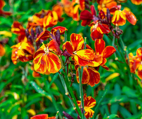 Dark red and orange garden wallflower - Latin name - Erysimum cheiri.