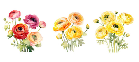bunch ranunculus flowers watercolor ai generated - obrazy, fototapety, plakaty
