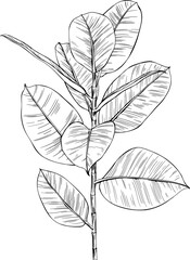 Leaves isolated on white. Tropical leaves hand drawn illustration.