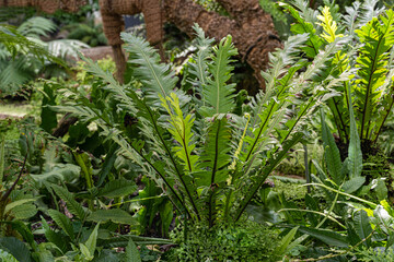 Obraz premium Asplenium nidus, Bird‘s nest fern center with wet leaves