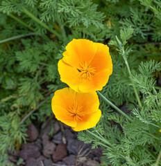 California Poppy detail (Eschscholzia californica). Botanical Garden, KIT Karlsruhe, Germany, Europe