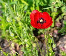 Close up of poppie, blossom, Baden-Baden, Baden Wuerttemberg, Germany, Europe.