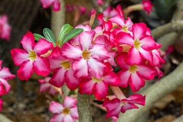 Beautiful Pink Adenium obesum flower in garden, (Desert Rose, Impala Lily, Mock Azalea)