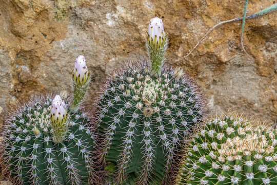 Cactus, flower (Acanthocalycium spiniflorum var. spiniflorum)