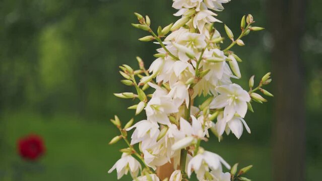 Yucca flowers close-up on the background of the vegetable garden