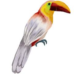 Bird watercolor painting