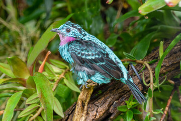 Spangled Cotinga (Cotinga cayana) Rainforest, Asia