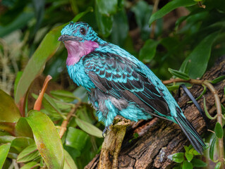 Spangled Cotinga (Cotinga cayana) Rainforest, Asia