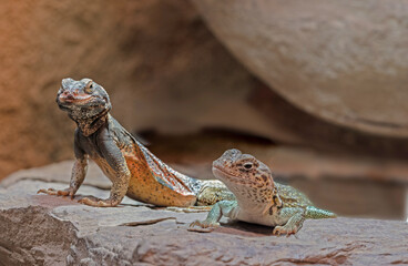 Chuckwalla, Sauromalus ater are found primarily in arid regions of the southwestern United States and northern Mexico
