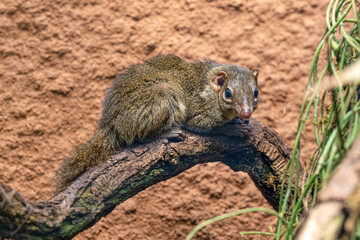 Northern Treeshrew (Tupaia belangeri) in the forest on a branch