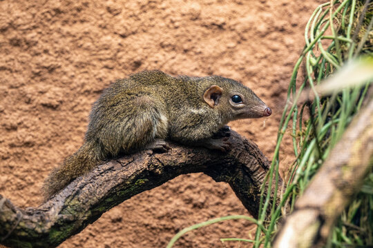 Northern Treeshrew (Tupaia belangeri) in the forest on a branch