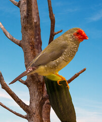 Zebra finch (Taeniopygia guttata)