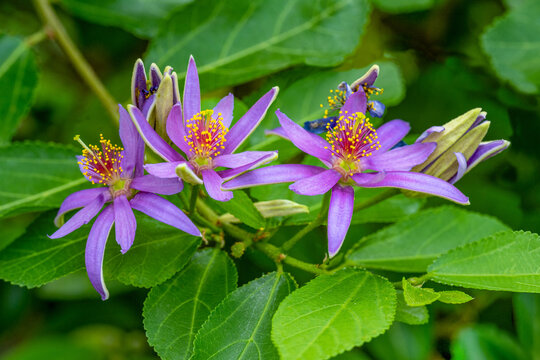 Grewia occidentalis, Crossberry, small deciduous tree with glossy leaves and purple star shaped flowers