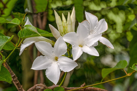 Chilenischer Jasmin, Mandevilla laxa