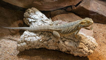 Central bearded dragon or color bearded dragon (pogona vitticeps).