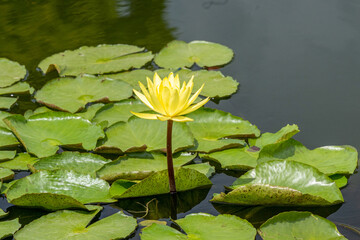 Yellow lotus flower and leaves of giant water lily. Botanical Garden University of Karlsruhe,...