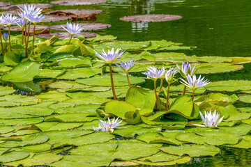 Purple lotus flower and leaves of giant water lily. Botanical Garden University of Karlsruhe,...