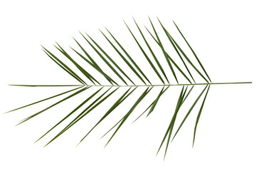 Date palm or phoenix dactylifera branch green leaves on transparent background.