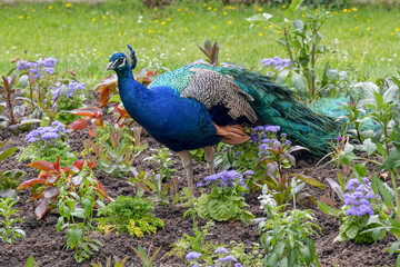 Obraz premium Peacock or Peafowl is also called Pavo cristatus