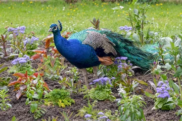 Gordijnen Peacock or Peafowl is also called Pavo cristatus © karlo54
