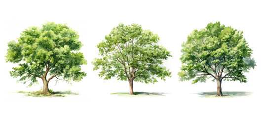 leaf walnut tree watercolor ai generated