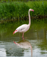 Greater flamingo (Phoenicopterus roseus). Wilhelma, Germany, Europe