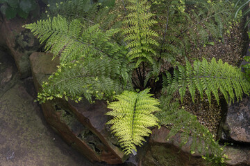 Close up of hen and chicken fern leaf (Asplenium Bulbiferum). Asplenium bulbiferum commonly grows in most bush areas in New Zealand. © karlo54