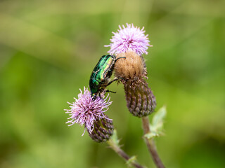 Rose Chafer Feeding on a Thistle