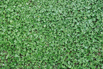 Clover grass beautiful green background