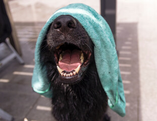 Sheepdog with towel on his head