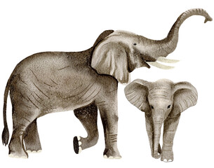 Obraz premium Elephant watercolor,wild animals