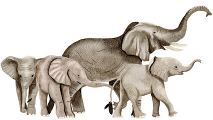 Elephant watercolor,wild animals