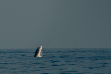 Breaching Balaenoptera physalus, the common fin whale incredible jump while migrating to Ligurian...
