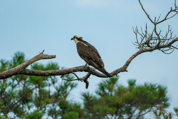 As osprey perches on a tree branch while searching for it's next meal