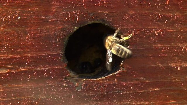 Bees carry nectar to the hive by flying into the hive's chute
